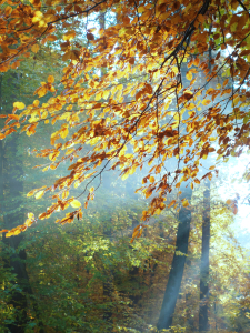 Bild-Nr: 11610975 Herbstleuchten Erstellt von: LiaF
