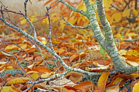 Bild-Nr: 11611175 Bunte Blätter fallen Erstellt von: Ostfriese
