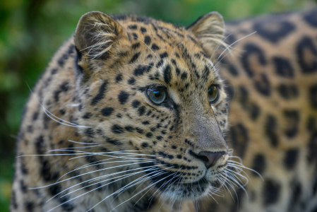 Bild-Nr: 11611249 Amurleopard Erstellt von: RoLeX