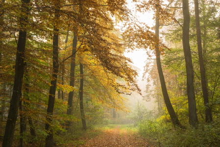 Bild-Nr: 11612213 Herbstnebel Erstellt von: Nordbilder