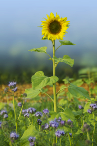 Bild-Nr: 11612489 Sonnenblume und Phacelia Erstellt von: SusaZoom