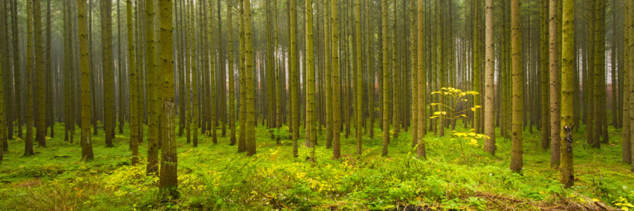 Bild-Nr: 11613007 WALDPANORAMA Erstellt von: DenisFeiner