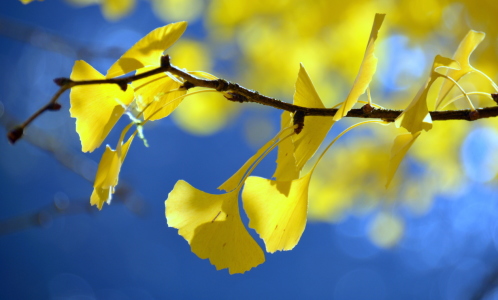 Bild-Nr: 11613071 Ginkgoblätter Erstellt von: GUGIGEI