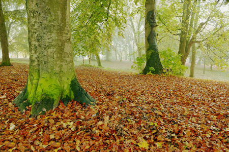 Bild-Nr: 11613669 Herbstlaub Erstellt von: Ostfriese