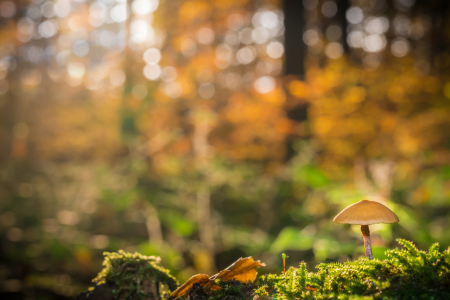 Bild-Nr: 11613693 Waldpilz-chen Erstellt von: Richard-Young