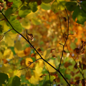 Bild-Nr: 11614009 autumn leaves Erstellt von: LiaF