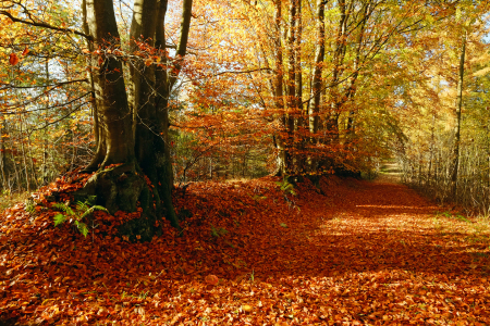 Bild-Nr: 11614173 Roter Waldteppich  Erstellt von: Ostfriese