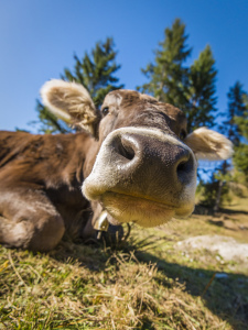 Bild-Nr: 11615045 Neugierige Kuh Erstellt von: DenisFeiner