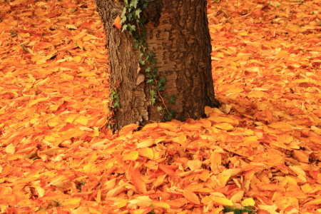 Bild-Nr: 11615457 Kirschbaum in Herbstlaub Erstellt von: KundenNr-272456