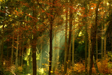 Bild-Nr: 11615665 Herbstwald Erstellt von: Darlya