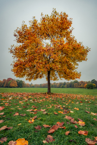 Bild-Nr: 11615901 Noch im Herbstkleid Erstellt von: hannes cmarits