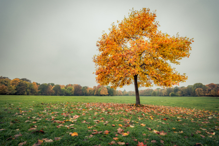 Bild-Nr: 11615917 Im Herbstkleid Erstellt von: hannes cmarits