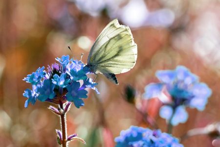 Bild-Nr: 11616529 Schmetterling Erstellt von: uwejaeger