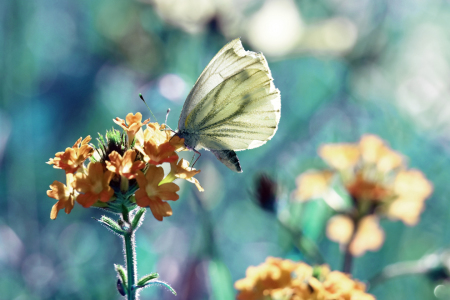 Bild-Nr: 11616645 Schmetterling Erstellt von: uwejaeger