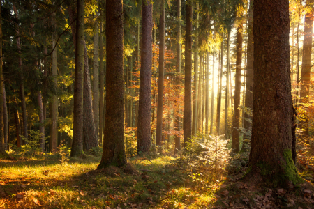 Bild-Nr: 11617119 idyllischer Herbstwald im Schwarzwald Erstellt von: Marcel Heinzmann