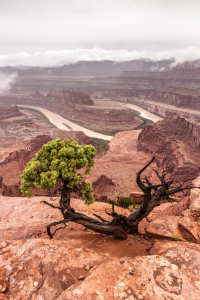 Bild-Nr: 11617395 Dead Horse Point State Park Erstellt von: TomKli