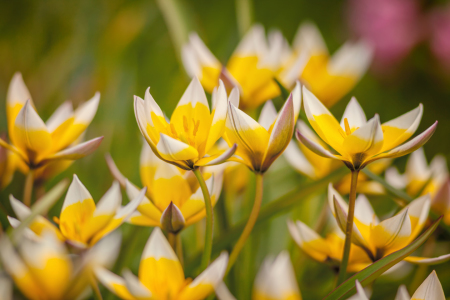 Bild-Nr: 11617843 Wilde Tulpen Erstellt von: FotoDeHRO