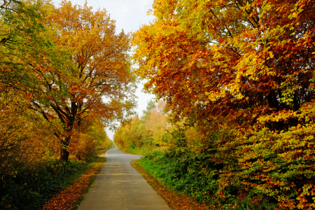 Bild-Nr: 11618781 Die letzten farbigen Herbstlauballeen Erstellt von: Ostfriese