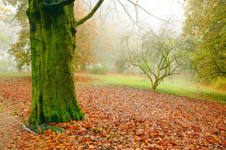 Bild-Nr: 11618809 Endgültig Herbst Erstellt von: Ostfriese