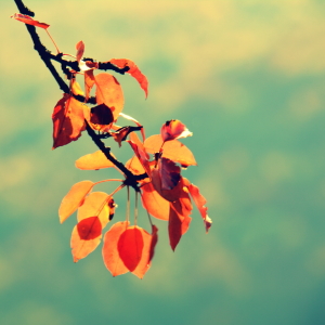 Bild-Nr: 11620367 Herbstdeko Erstellt von: GUGIGEI