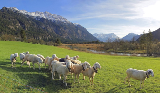 Bild-Nr: 11621701 Schafherde im Loisachtal Erstellt von: SusaZoom