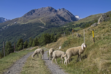 Bild-Nr: 11624911 Schafe im Rettenbachtal Erstellt von: EderHans