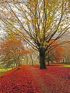 Bild-Nr: 11625275 Bunte Herbstidylle Erstellt von: Ostfriese