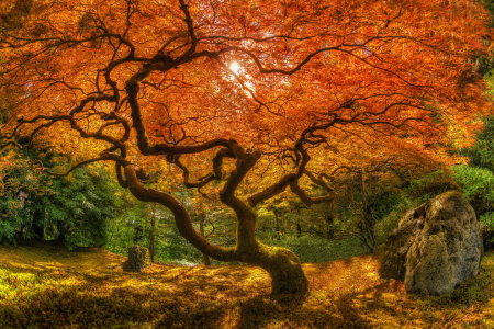 Bild-Nr: 11625335 Japanese Maple Erstellt von: Christian Theile