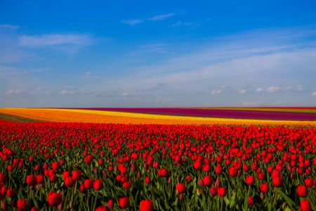 Bild-Nr: 11625403 Meer aus Tulpen Erstellt von: Numis-Motivkiste