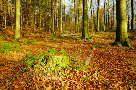 Bild-Nr: 11627211 Picknickplatz auf der Lichtung Erstellt von: Ostfriese