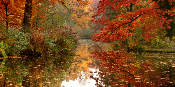 Bild-Nr: 11627917 Herbst Erstellt von: Atteloi