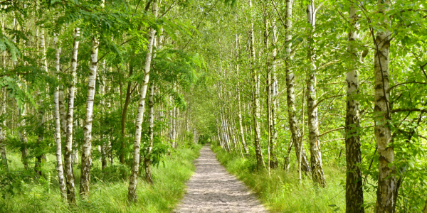 Bild-Nr: 11628631 Birkenweg Erstellt von: Atteloi