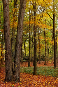 Bild-Nr: 11628677 Herbst Erstellt von: Atteloi