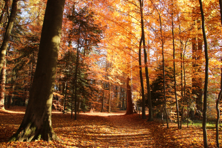 Bild-Nr: 11632681 Herbstwald Erstellt von: Eileen Kumpf