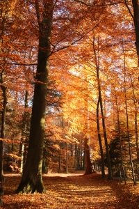Bild-Nr: 11632689 Hebstwald Erstellt von: Eileen Kumpf
