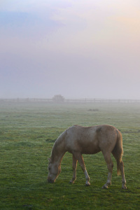 Bild-Nr: 11635765 Pferdekoppel und Nebel Erstellt von: falconer59