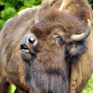 Bild-Nr: 11636299 BISON - im Portrait Erstellt von: GUGIGEI