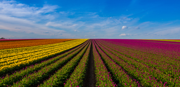 Bild-Nr: 11636593 Regenbogen aus Tulpen Erstellt von: Numis-Motivkiste