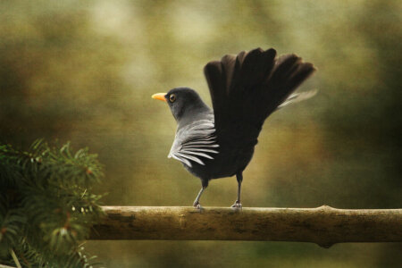 Bild-Nr: 11636915 Amsel Texturarbeit Erstellt von: Heike Hultsch