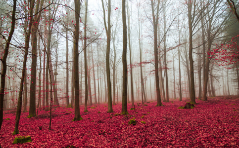 Bild-Nr: 11639594 Zauberwald in rot und weiß. Erstellt von: wsf-fineartprint