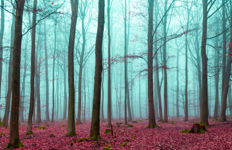 Bild-Nr: 11639598 Zauberwald in rot und türkis Erstellt von: wsf-fineartprint