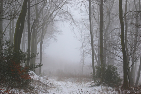 Bild-Nr: 11640366 Winterwald mit Nebel Erstellt von: falconer59
