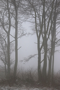 Bild-Nr: 11640372 Winterwald mit Nebel 2 Erstellt von: falconer59