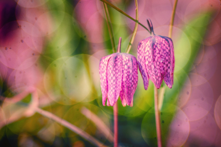 Bild-Nr: 11642354 Schachbrettblume Erstellt von: FotoDeHRO