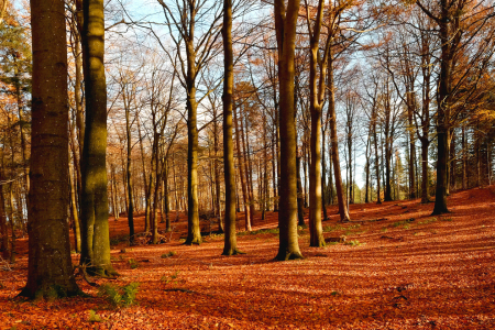 Bild-Nr: 11645596 Bunter Abendwald Erstellt von: Ostfriese