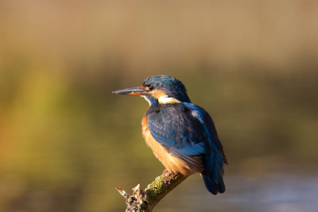 Bild-Nr: 11646780 Eisvogel Erstellt von: Jens Kalanke