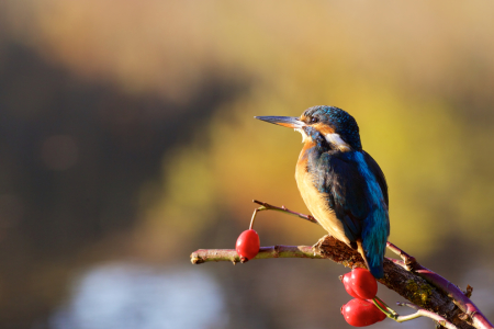 Bild-Nr: 11646786 Eisvogel Erstellt von: Jens Kalanke