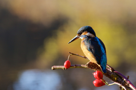 Bild-Nr: 11646846 Eisvogel Erstellt von: Jens Kalanke