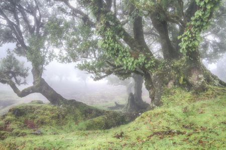 Bild-Nr: 11646928 Lorbeerwald im Nebel Erstellt von: Circumnavigation