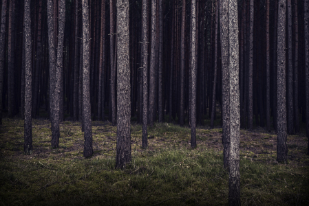 Bild-Nr: 11647796 Wald Erstellt von: spima